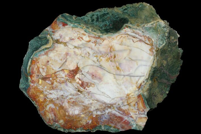 Unusual, Petrified Wood Round - Hampton Butte, Oregon #125701